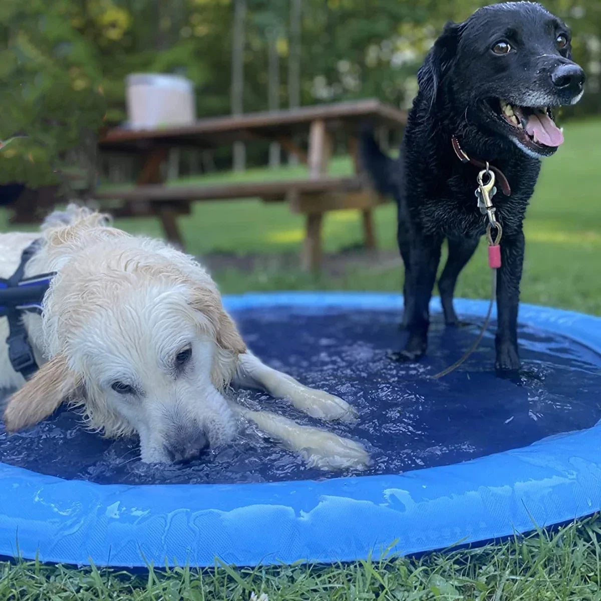 SplashDog & Kids™